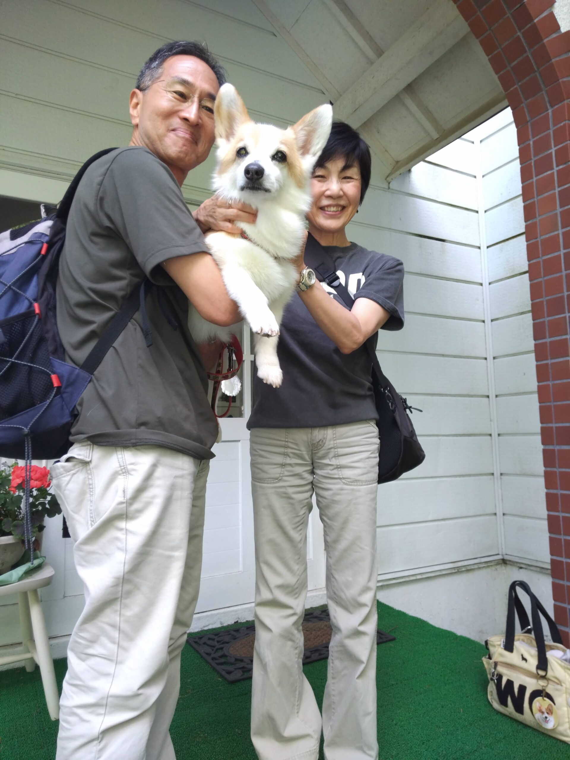 我が家の愛犬ハナニちゃん