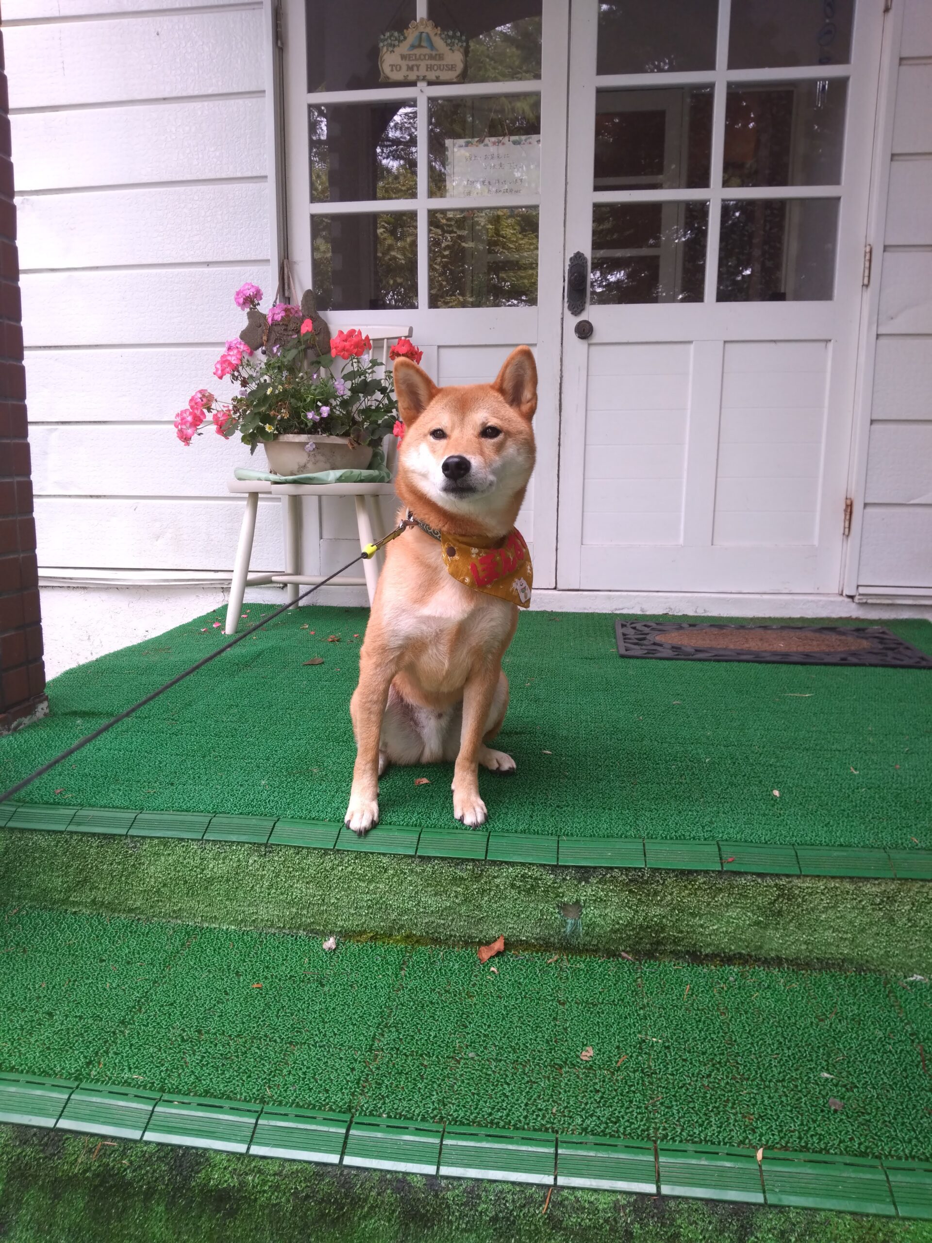 我が家の愛犬盆助くん