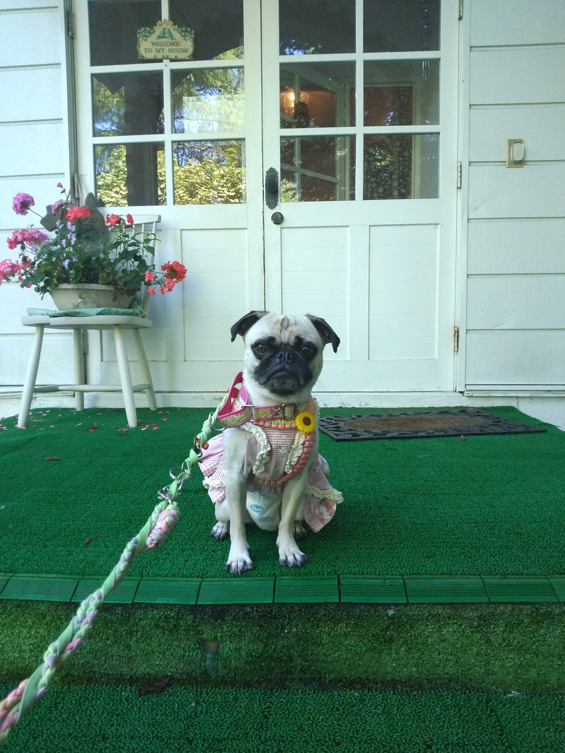 我が家の愛犬愛犬莉子ちゃん