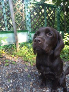 我が家の愛犬るんちゃん
