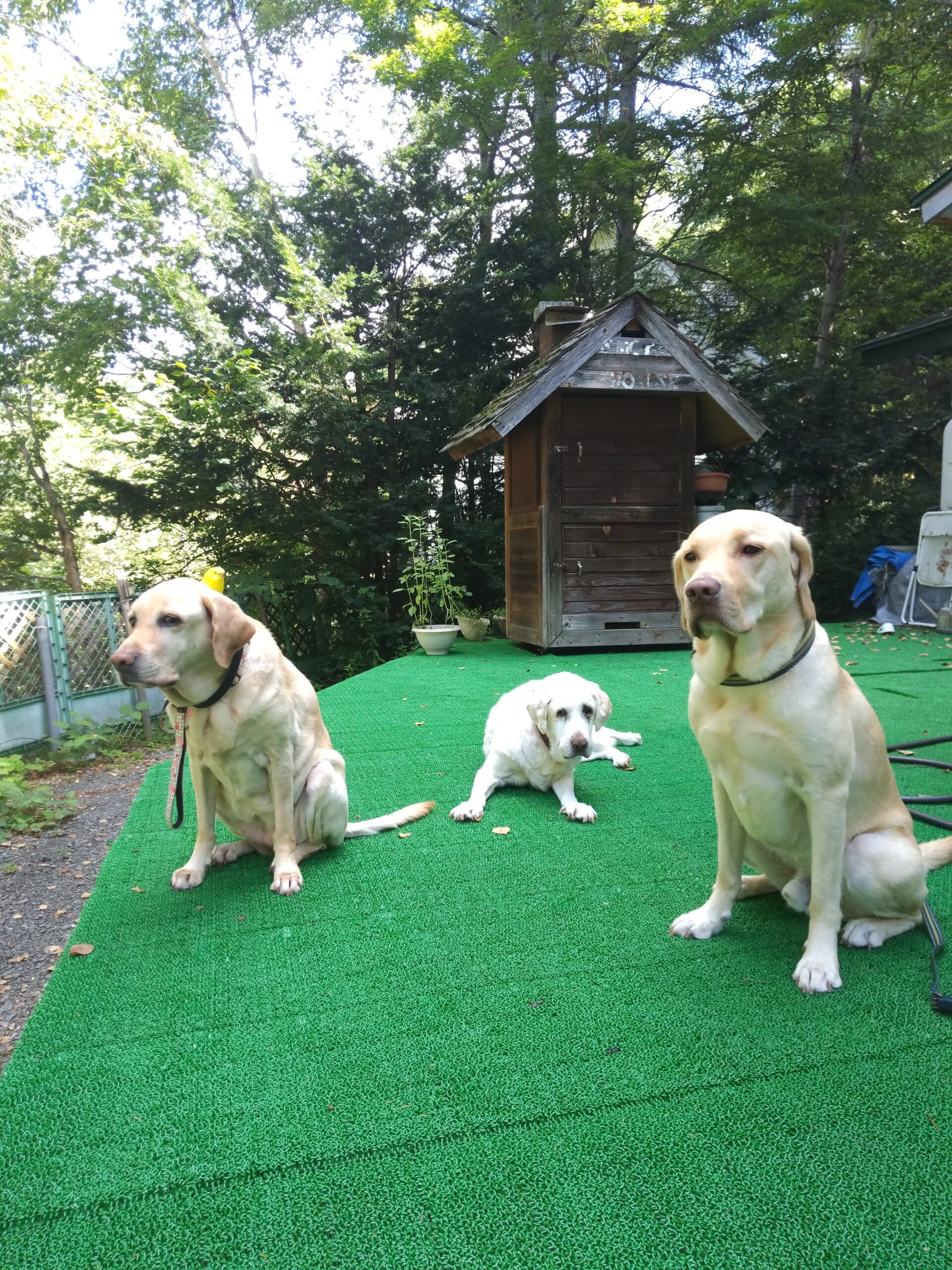 我が家の愛犬モナちゃんトレックスくんとピノコちゃん