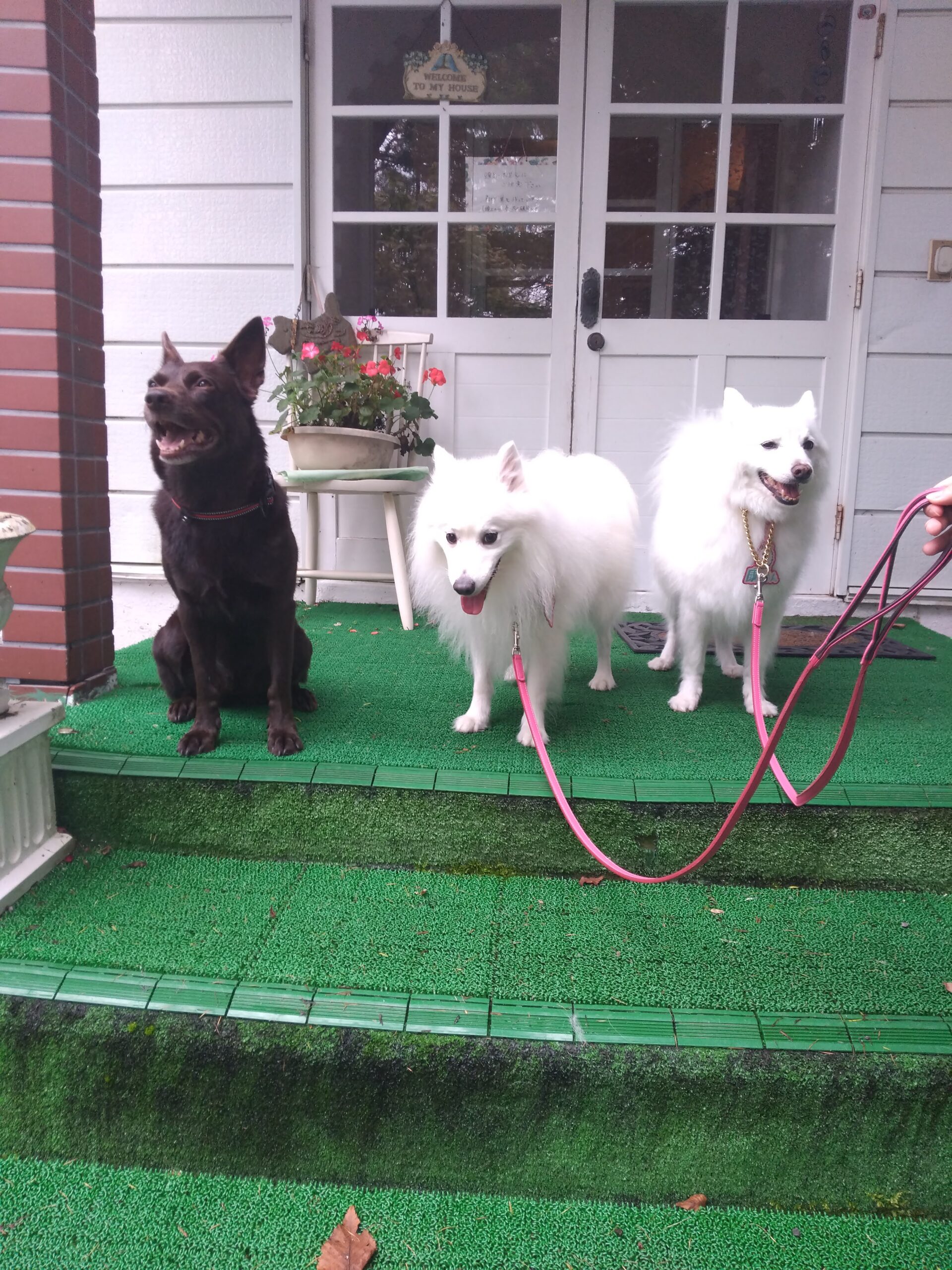 我が家の愛犬オリンピアちゃんとこうたくんとくうたくん