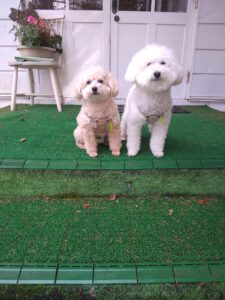 我が家の愛犬コッペちゃんと豆助くん