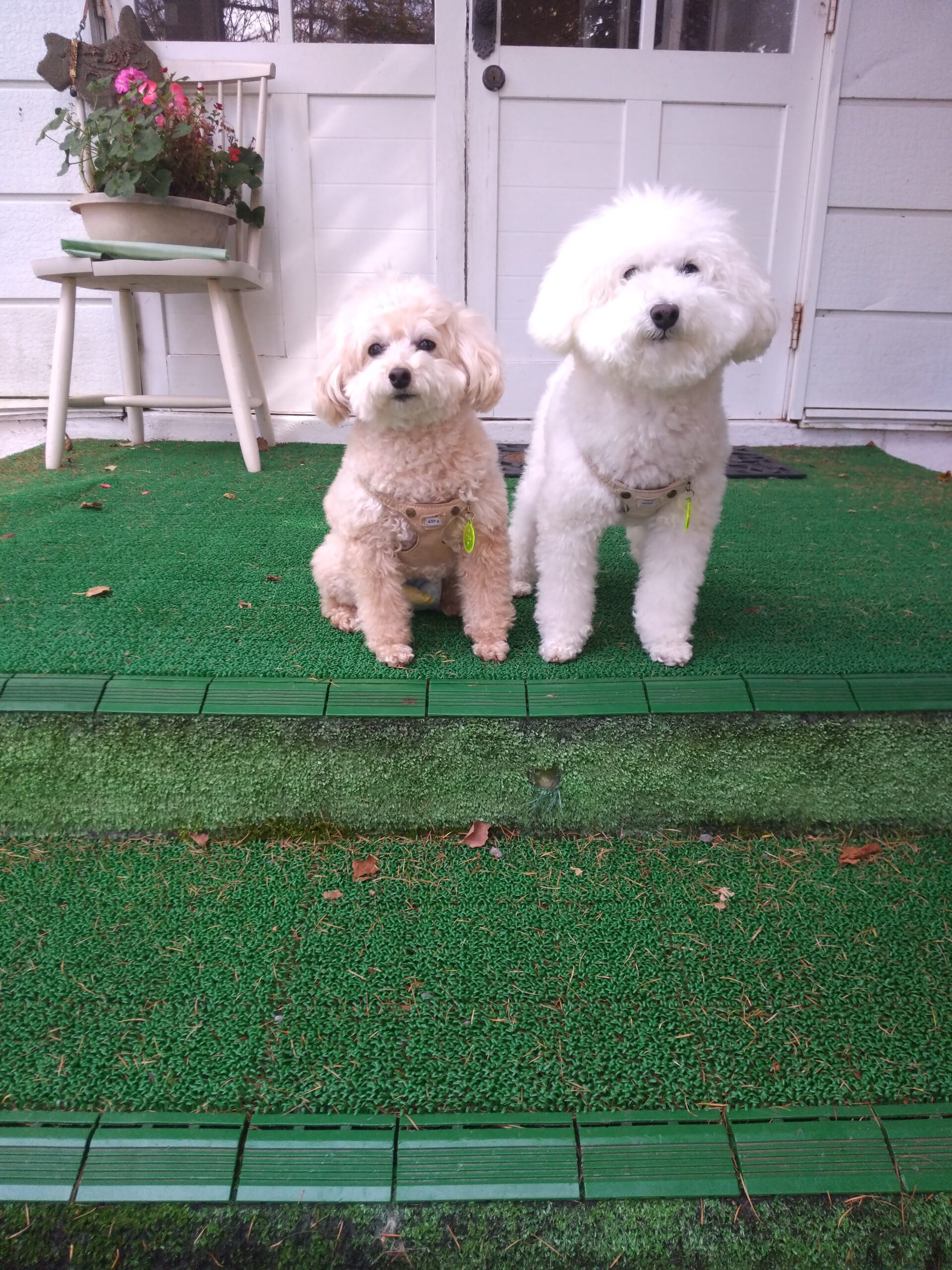 我が家の愛犬コッペちゃんと豆助くん