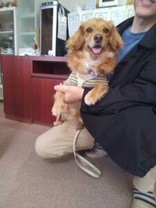 我が家の愛犬うたちゃん