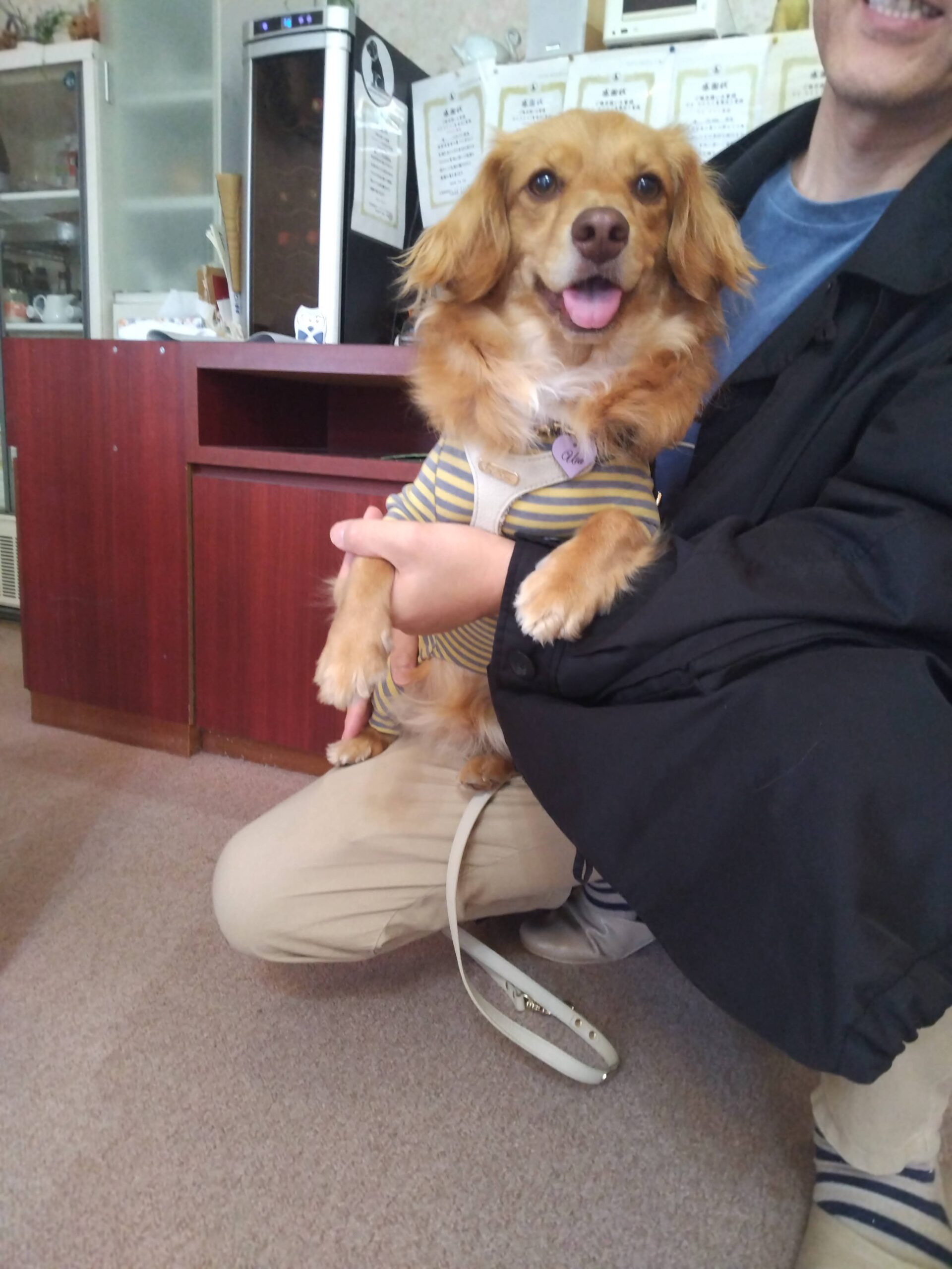 我が家の愛犬うたちゃん
